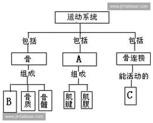 以运动链条为核心构建人体功能协同与运动效率提升新范式